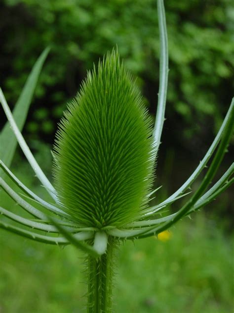 Thistle Green Plant - Free photo on Pixabay