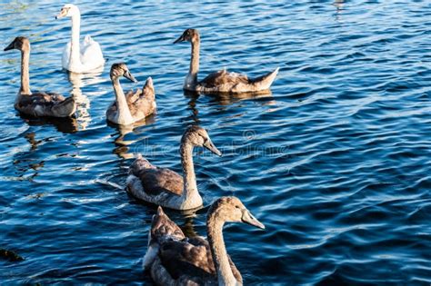 Baby swans stock photo. Image of background, babies - 278012562