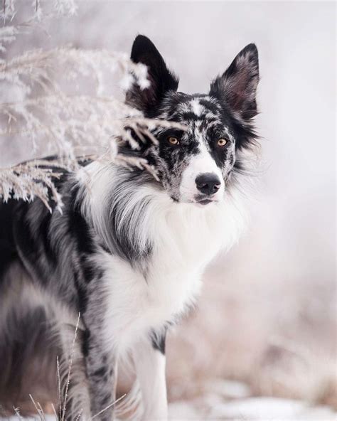 See Instagram photos and videos from Ego: Border Collie (@endeavorsofego) | Beautiful dogs, Cute ...