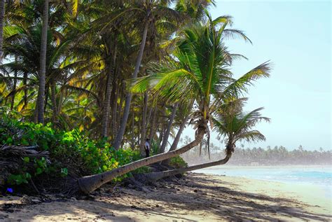 Free Images : tree, shore, jungle, tropical, calm, botany, caribbean