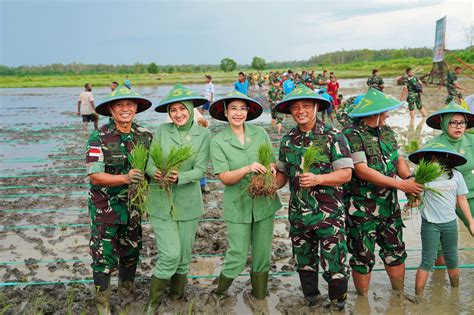 Pangdam Didampingi Ketua Persit Kck Daerah Xvii Cenderawasih Tanam Padi