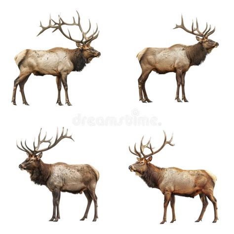Four Elk with Large Antlers Standing Stock Illustration - Illustration ...