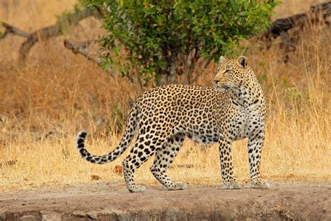 Leopard 🐆 Alle Infos zur Raubkatze im Steckbrief