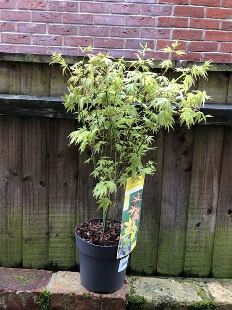 Acer Palmatum Orange Dream” Forest Plants And Trees Selling Plants