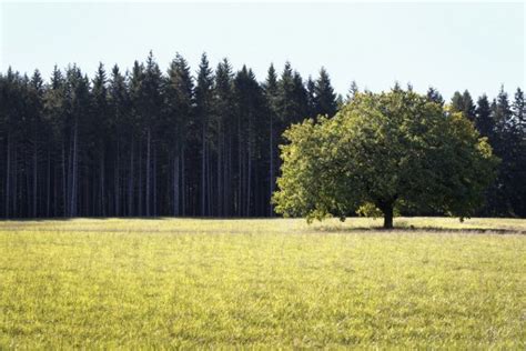 Free Images Plant Flower Building Window Wood Tree Natural