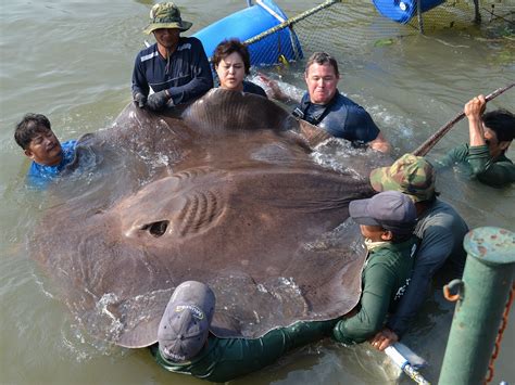 An introduction to giant fish in Mekong river