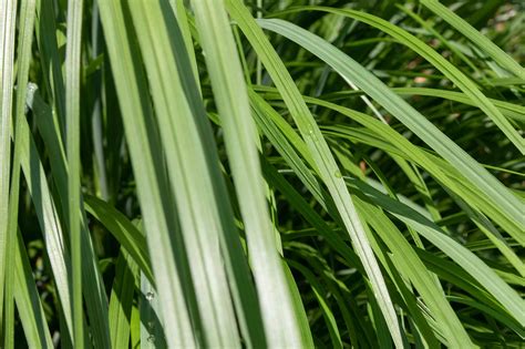 How to Grow and Care for Lemongrass