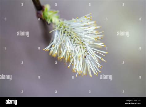 Salix Caprea Salix Caprea Known As Goat Willow Pussy Willow Or Great Sallow Is A Common