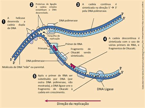 Replicação Do Dna Enzimas