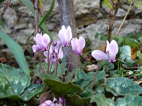 Циклама, ботурче (Cyclamen) - Page 46 - Форум HobbyKafe.com