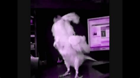 Hardcore Parrot Lol Youtube