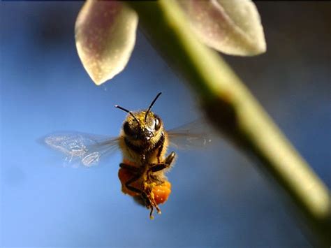 La Familia de la Apicultura - The Beekeeping Family: RECOLECTANDO POLEN ... 