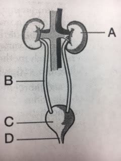 Excretory System Labeling Diagram Quizlet