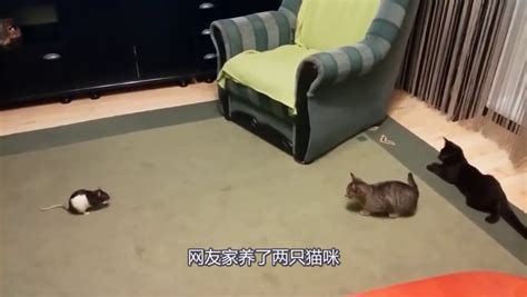 主人带回一只老鼠，猫鼠大战猫咪完败，网友：猫咪你长点心吧 新浪新闻