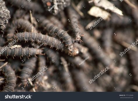 3,142 Death Worm Images, Stock Photos & Vectors | Shutterstock