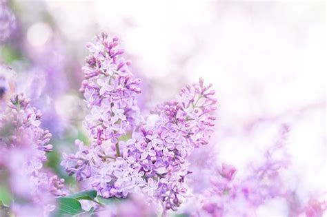 Lilac flowers background | Flower backgrounds, Lilac flowers, Flowers