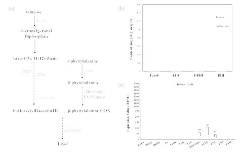 Taxol biosynthesis in callus cells and tissues Taxol biosynthesis was ...