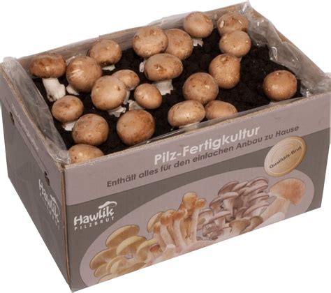 Hawlik Pilzbrut I Gro Es Kg Stein Champignon Pilzzuchtset Xxl I Pilze