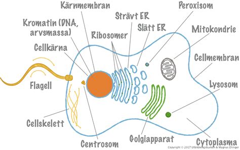 Den Eukaryota Cellens Uppbyggnad Magnus Ehingers Undervisning