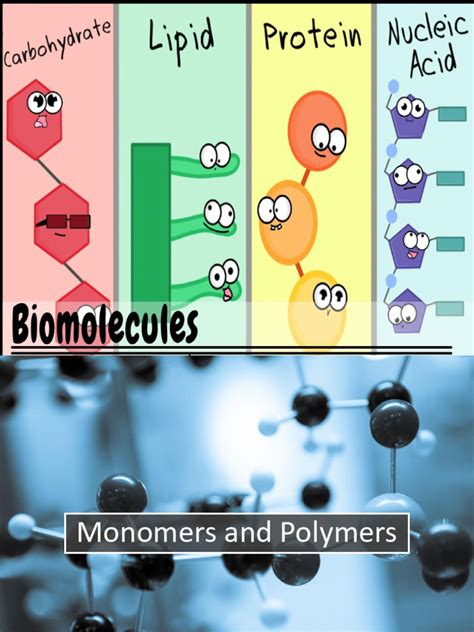 6.Biomolecules | PDF | Fat | Carbohydrates