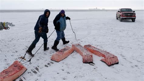 Americas Northernmost Community Maintains Whaling Tradition Ctv News