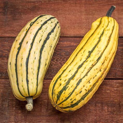 Winter Squash Delicata Seeds The Seed Collection