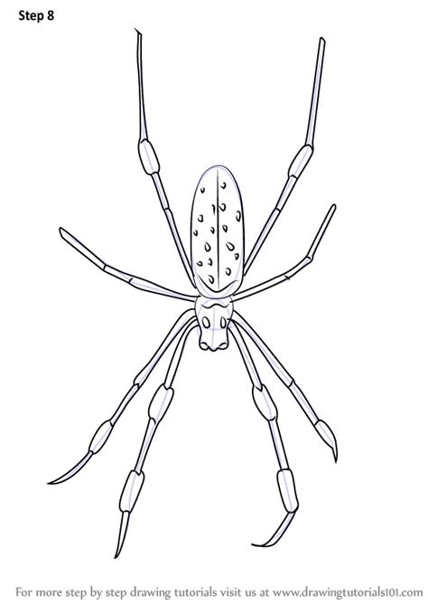 Learn How To Draw A Golden Silk Orb Weavers Arachnids Step By Step Drawing Tutorials