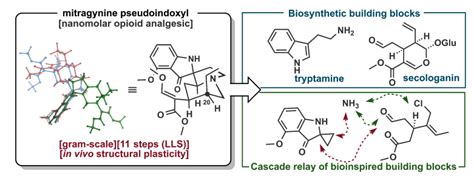 Total Synthesis On Twitter Totalsynthesis And Structural Plasticity