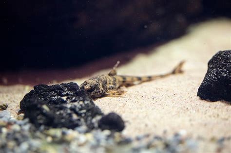 Whiptail Catfish Care Guide - Your Aquarium Place