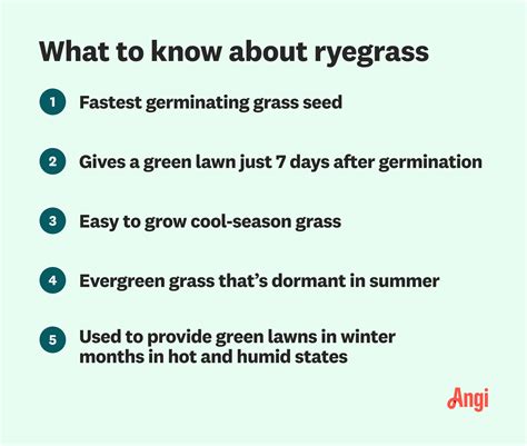 What Is Ryegrass Pros Cons And How To Grow