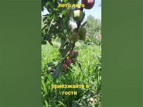 Лето у нас. Слива на этом год. - YouTube