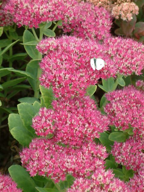 Hylotelephium Spectabile Brilliant Group Lisa The Beth Chatto Gardens