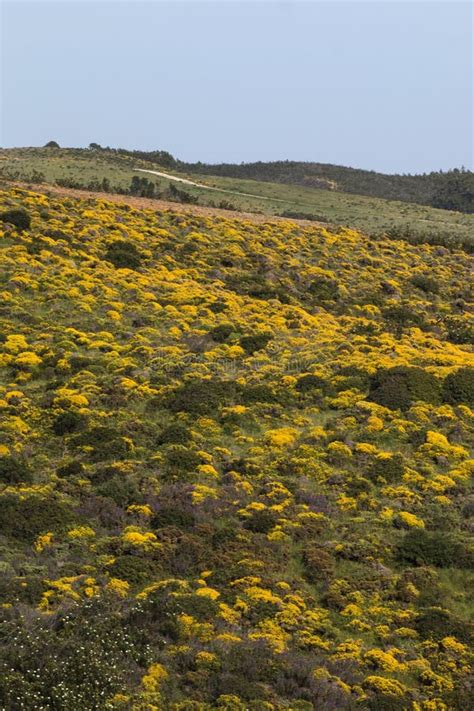 Landscape With Ulex Densus Shrubs Stock Image Image Of Green Plant