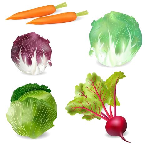 Gran colección de verduras realistas en un vector de alta calidad de