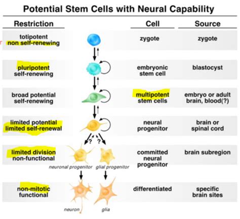 Stem Cells Flashcards Quizlet