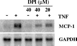 The NADPH Oxidase Inhibitor Diphenylene Iodonium DPI Suppresses TNF