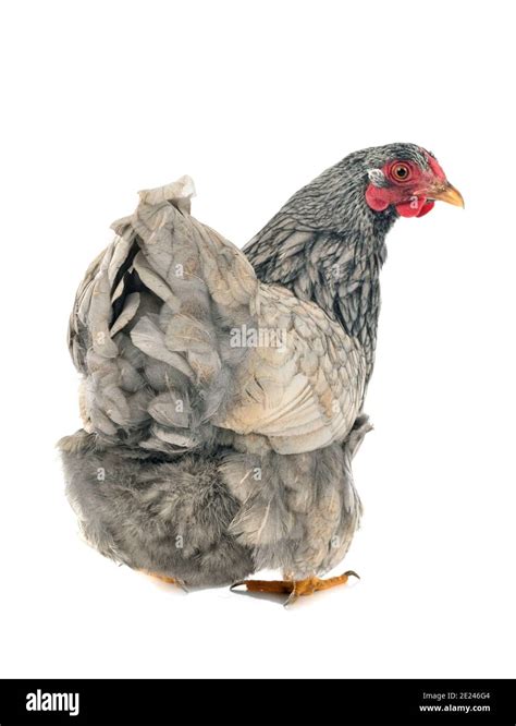 Wyandotte Chicken Hi Res Stock Photography And Images Alamy