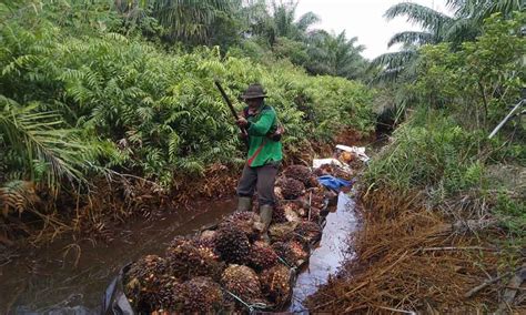 Pupuk Sawit Lahan Gambut Bantu Suburkan Lahan Sawit