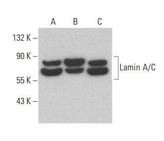 lamin ac  scbio santa cruz biotechnology