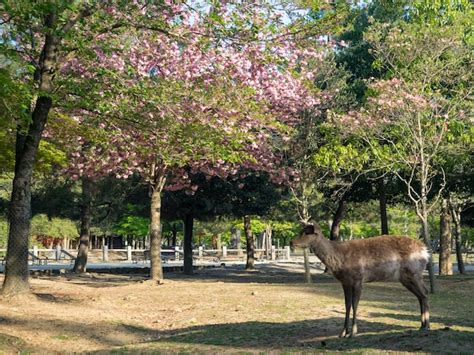 Premium Photo Wild Deer In Nara Park In Japan Deer Are Symbol Of