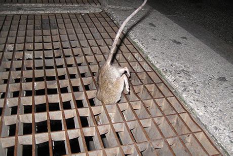 Disease Carrying Fleas Abound On New York City S Rats Cornell Chronicle