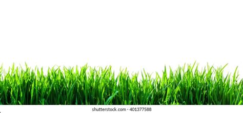 Green Grass Isolated On White Background Shutterstock