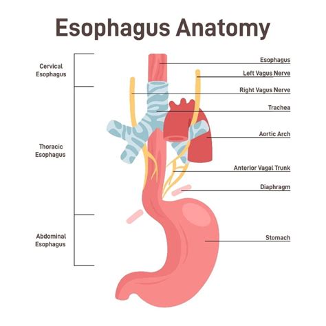 Esophagus Localization And Treatment Procedures In Radiation Therapy