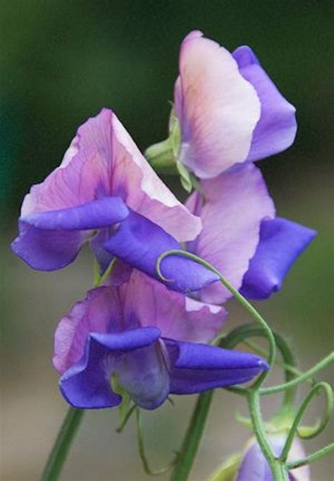 Sangele Voinicului Lathyrus Mazare Dulce Floare Ce Ajunge La M