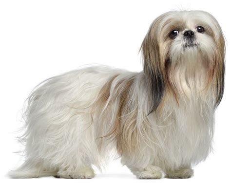 Shih Tzu – Small Dog Breeds