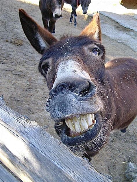 Funny Donkey Pictures Cute And Hilarious Moments