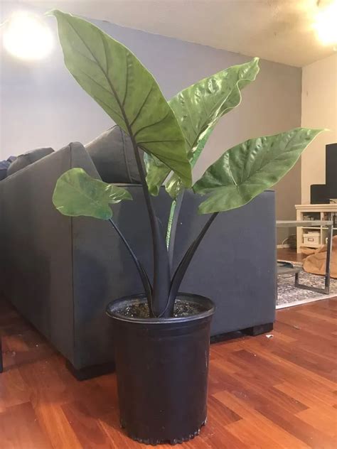 Black Stem Elephant Ear Plant Care Growing Basics Water Light Soil