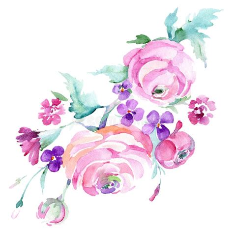 Pink Ranunculus Bouquet Floral Botanical Flower. Watercolor Background ...