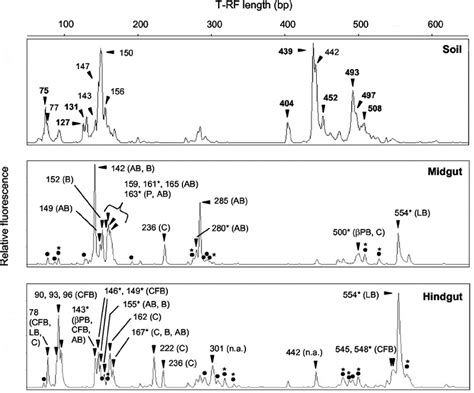 T Rflp Pro Fi Les Of Bacterial 16s Rrna Genes Ampli Fi Ed From Dna Download Scientific Diagram