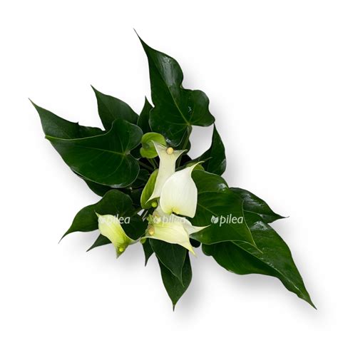 Антуриум Вайт Чемпион купить в Москве с доставкой в интернет магазине Pilea